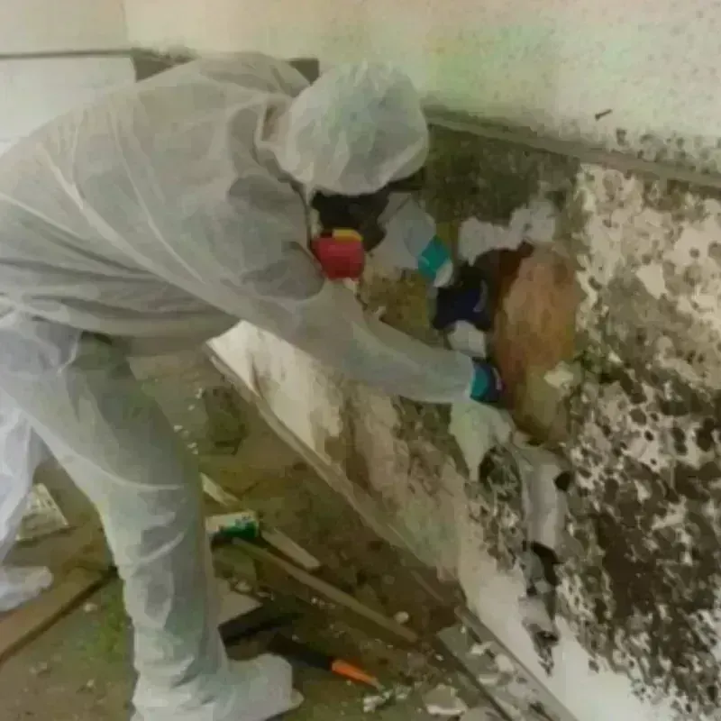 Mold Remediation and Removal in Monument, CO